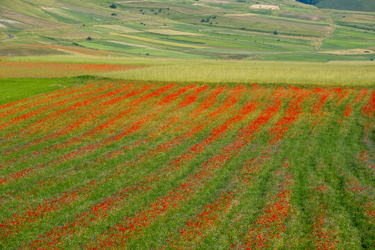 Aerial view of red poppy flowers blooming in stripes across green fields and rolling hills Castelluccio, Umbria, Italy.