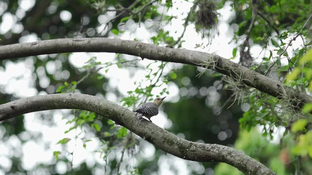 A wide shot of a female Red-crowned Woodpecker (Melanerpes rubricapillus) walking along a tree trunk while foraging for food. Captured in 4K, 