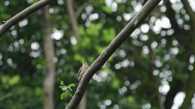 A wide shot of a female Red-crowned Woodpecker (Melanerpes rubricapillus) walking along a tree trunk while foraging for food. Captured in 4K, 