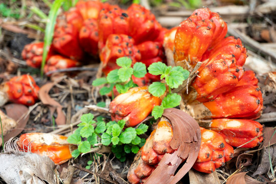 Ripe Orange Pandanus Tectorius Fruit Segments on Forest Floor