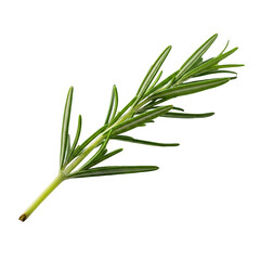 Fototapeta premium Fresh Green Rosemary Herb Branch for Cooking and Culinary Use