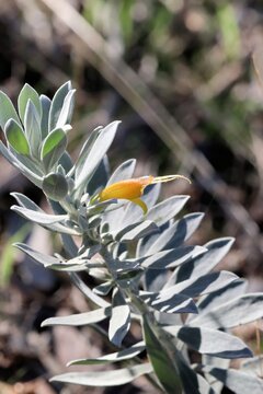 Isolated stem Emu Bush (Eremophila glabra prostrate) in flower, South Australia
