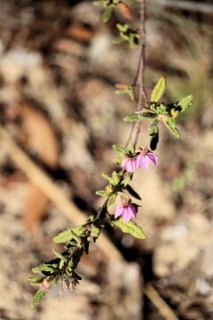 Paper Flower (Thomasia petalocalyx) South Australia