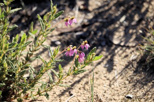 Paper Flower (Thomasia petalocalyx) South Australia