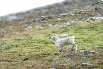 Young reindeer calf walking on Arctic tundra, Svalbard Norway © Divya Shankar