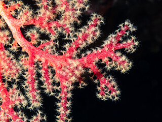 A close-up shot of a vibrant red gorgonian coral with its polyps extended against a dark background. © Pete Niesen Photo