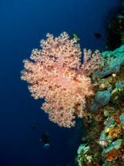 A soft coral colony is illuminated by sunlight in the deep blue ocean, with a few small fish swimming nearby. The coral's intricate structure and vibrant  © Pete Niesen Photo