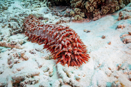 Sea cucumber crawling across white sand along coral reefs edge