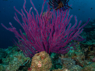 A vibrant purple gorgonian sea fan stands tall on a coral reef, its delicate branches reaching into the deep blue water. Small fish dart around the re © Pete Niesen Photo