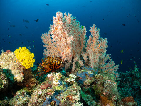 A vibrant coral reef ecosystem teeming with life, featuring a large orange soft coral, a bright yellow crinoid, and various small fish swimming in the