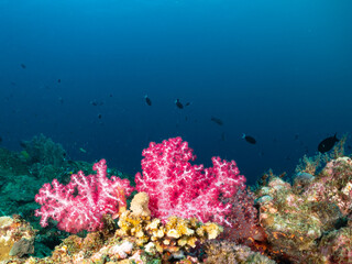 A vibrant underwater scene showcases a cluster of bright pink soft corals teeming with small fish swimming in the deep blue ocean. The coral reef ecos © Pete Niesen Photo
