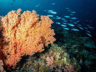 A school of fusilier fish swims past a vibrant orange soft coral in the deep blue ocean, showcasing the biodiversity of a healthy coral reef ecosystem © Pete Niesen Photo