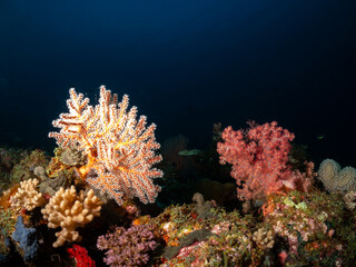 A vibrant coral reef ecosystem teeming with life, featuring various species of soft corals in shades of orange, pink, and beige, set against the deep © Pete Niesen Photo