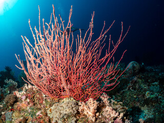 A diver swims past a vibrant red sea fan coral on a reef. © Pete Niesen Photo