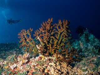 A scuba diver explores a vibrant coral reef teeming with life, including small yellow fish darting around a large, branching coral formation. © Pete Niesen Photo