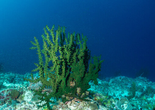 A large, black coral stands tall in the clear blue water of the ocean, surrounded by a vibrant coral reef ecosystem.