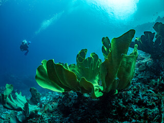 A lone scuba diver explores a vibrant coral reef, illuminated by the sun's rays filtering through the clear blue water. The diver is positioned in the © Pete Niesen Photo