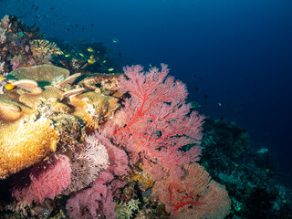 A vibrant coral reef ecosystem teeming with life, featuring large red sea fans, colorful corals, and small fish swimming in the deep blue ocean. © Pete Niesen Photo