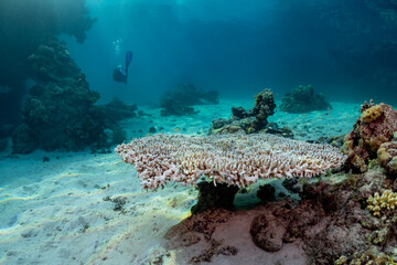An underwater scene shows a diver exploring a vibrant coral reef, with diverse marine life thriving in the clear blue waters. © Pete Niesen Photo