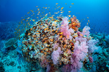 Fototapeta premium A vibrant coral reef teeming with life, featuring a large school of small, orange fish swimming around and through the coral formations,.