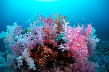 A vibrant underwater scene showcases a thriving coral reef, teeming with life.  © Pete Niesen Photo