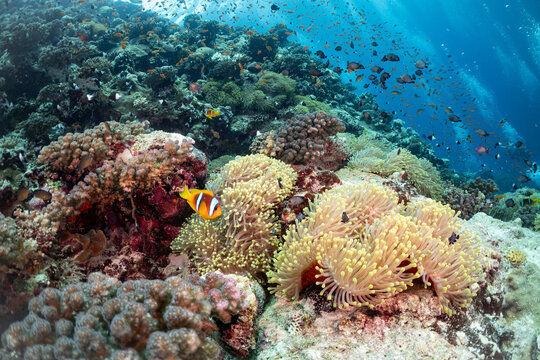 Coral reef teeming with fish and anemones.
