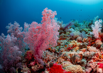 A vibrant coral reef teeming with life, featuring soft corals in shades of pink and white, and small fish swimming among the coral structures © Pete Niesen Photo