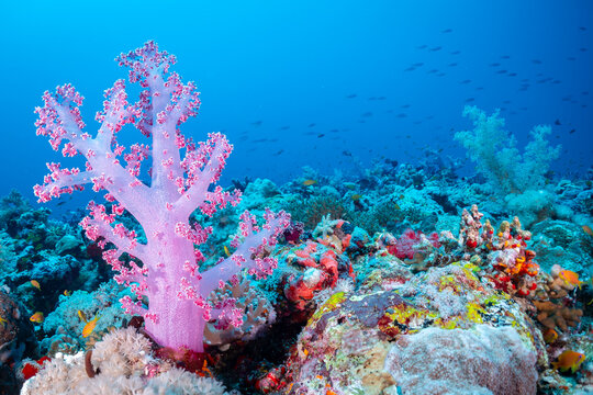  coral reef with pink soft coral and fish.
