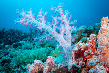 A vibrant underwater scene showcases the beauty of soft corals, with a prominent white tree coral  © Pete Niesen Photo