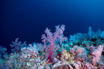 A vibrant underwater scene showcases soft corals thriving on a reef, their delicate structures adding color and texture to the marine environment. © Pete Niesen Photo