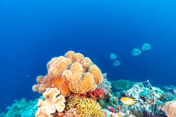 A vibrant underwater scene unfolds, showcasing a diverse coral reef teeming with life.  © Pete Niesen Photo