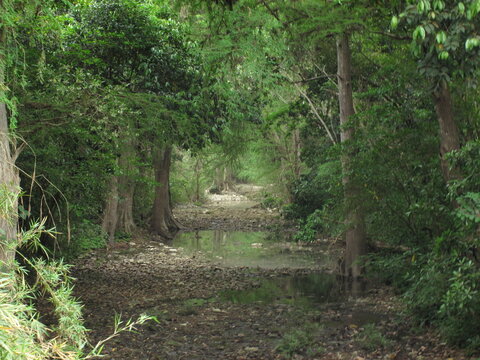 Camino forestal en bosque tropical