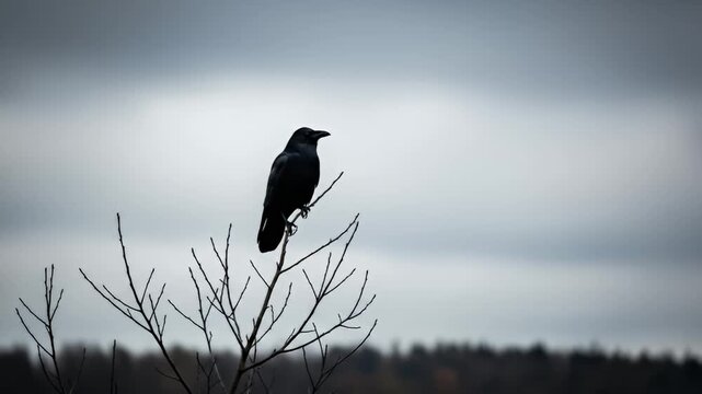 Crow silhouette perched on bare tree against an overcast, muted sky