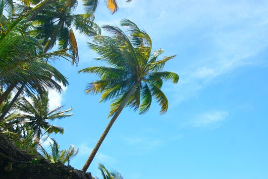 Grand cocotier avec un beau ciel bleu en fond