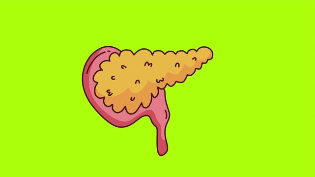 human pancreas and duodenum anatomical structure for medical biology study