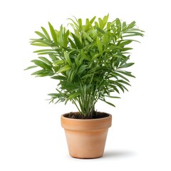 Naklejka premium Lush Green Potted Plant Displaying Fresh Tropical Foliage in Light Brown Clay Pot