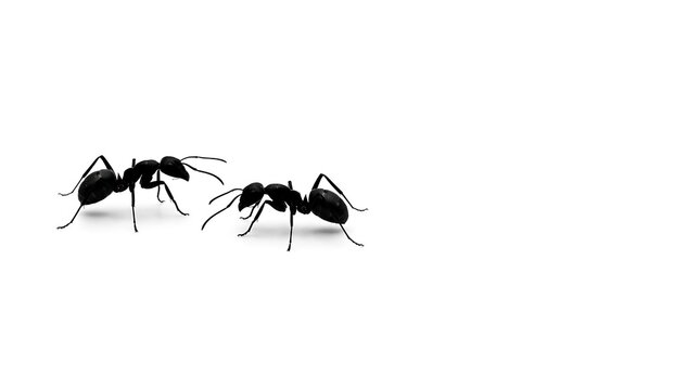 Close Up Of Two Ants Facing Each Other