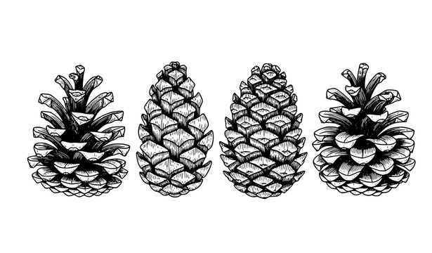 SEO Title:
Vintage Pine Cone Set Hand Drawn Botanical Line Art Illustration Realistic Engraving Style
