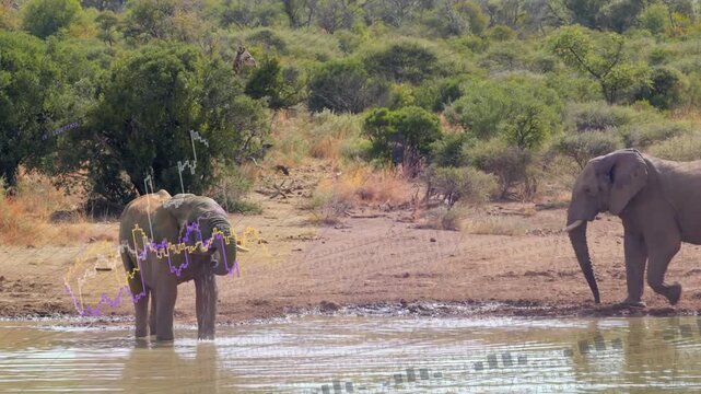 Thirsty elephant drinking at waterhole as peer arriving, lowering trunk, tech graph tracing ripples
