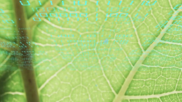 Backlit leaf revealing midrib, veins as camera panning, cyan code breaking into points for science