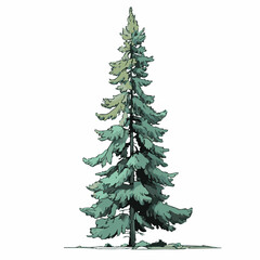 Obraz premium tall pine tree with green leaves on white background