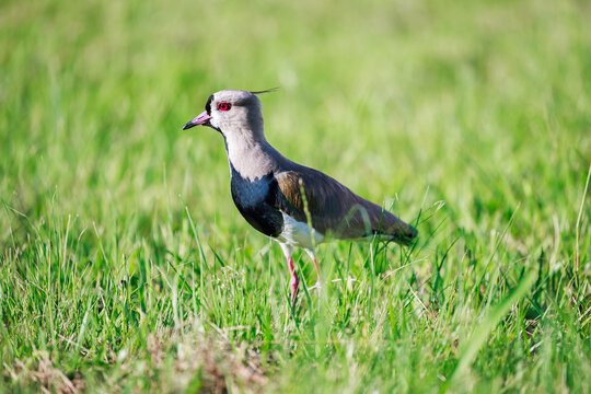 Quero-quero (Vanellus Chilensis) no campo