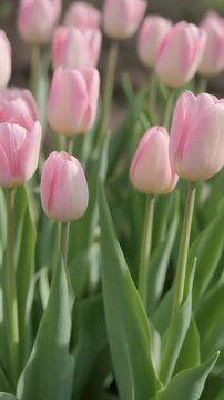 Beautiful Pink Tulips Blooming in a Spring Garden Generative AI