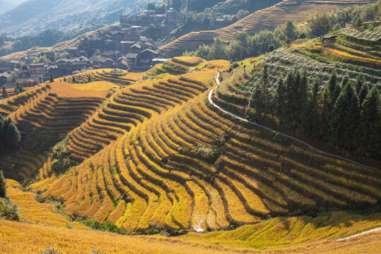 Terraced field in Longsheng Guilin China
