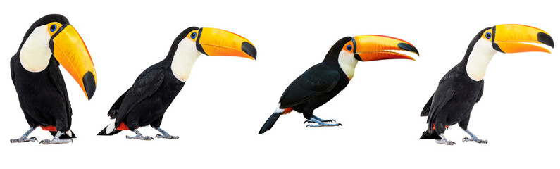 Four striking toucans, showcasing their colorful large beaks and full bodies from various angles. © FoodPNG