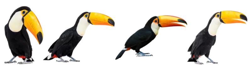 Fototapeten Tukan Four striking toucans, showcasing their colorful large beaks and full bodies from various angles.  © FoodPNG
