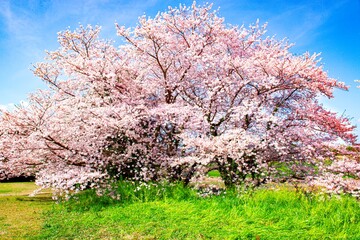 Naklejka premium 風土記の丘の桜
