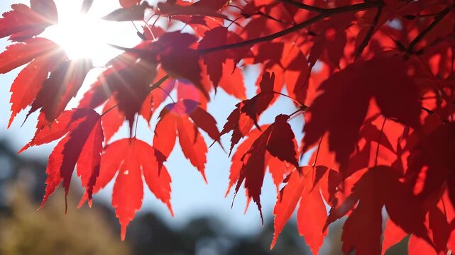 Vibrant Red Japanese Maple Leaves Backlit by Bright Sun Against a Clear Blue Autumn Sky