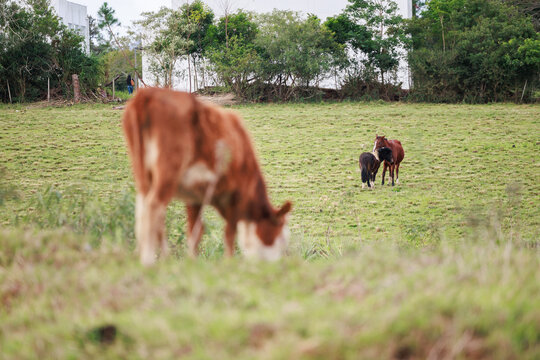 Vaca Hereford e cavalos ao fundo