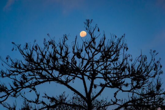 Lua escondendo na &aacute;rvore